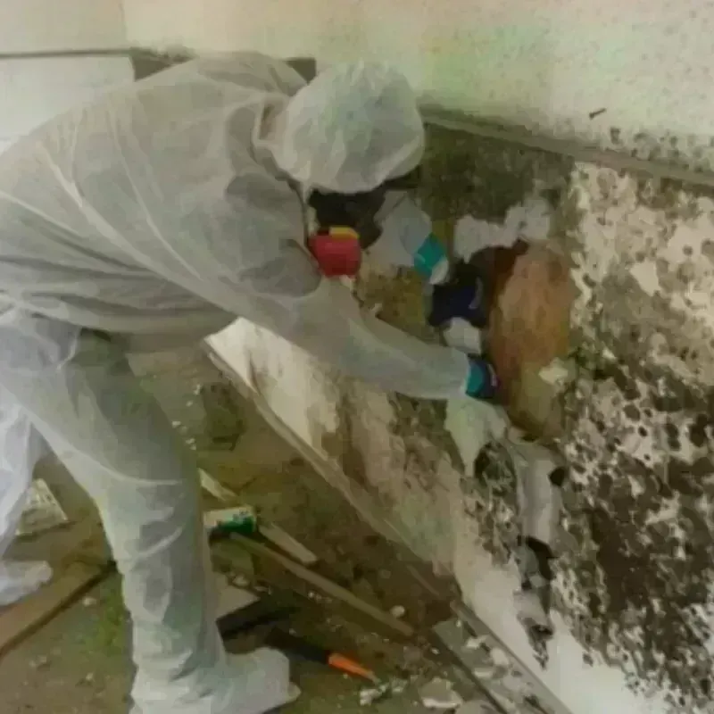 Mold Remediation and Removal in Summit View, WA